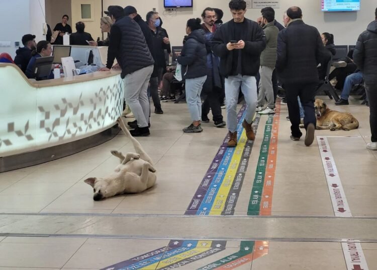 الكلاب الضالة والمستشفيات التركية